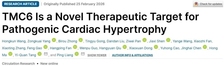 Circ Res | 浙江大学梁平教授团队/复旦大学唐逸泉教授团队合作发现TMC6是病理性心肌肥厚的新型治疗靶点